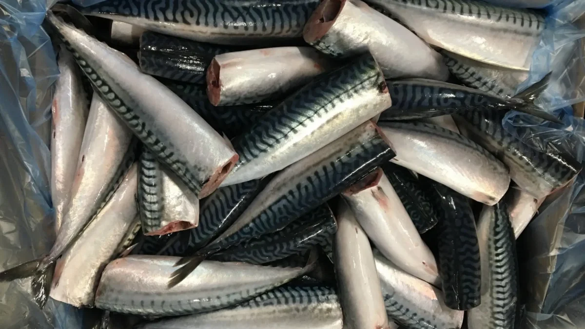 Atlantic Mackerel Headed Gutted 1