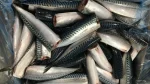 Atlantic Mackerel Headed Gutted 1