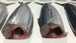 Atlantic Mackerel Headed Gutted 2