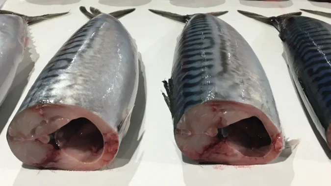 Atlantic Mackerel Headed Gutted 2