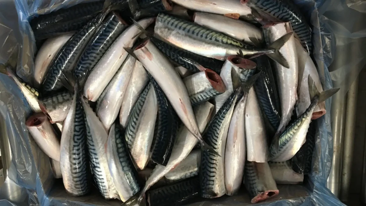 Atlantic Mackerel Headed Gutted 3