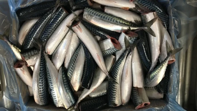 Atlantic Mackerel Headed Gutted 3