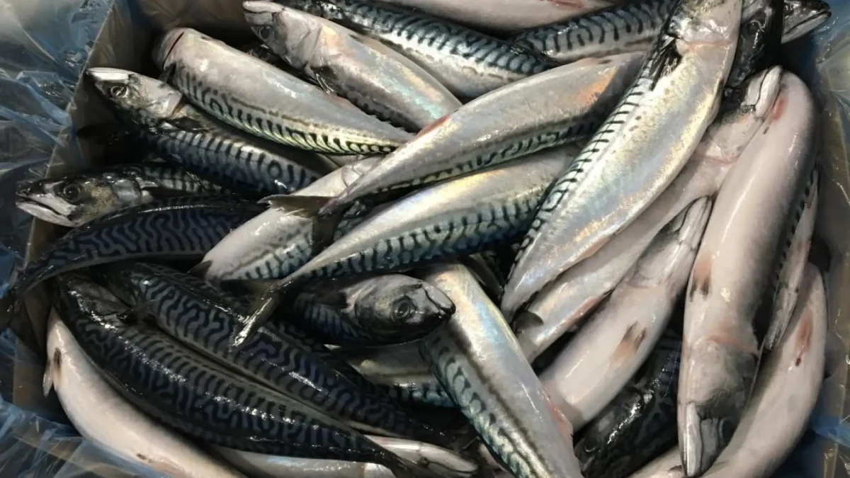Atlantic Mackerel Whole Round 2