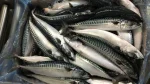 Atlantic Mackerel Whole Round 3