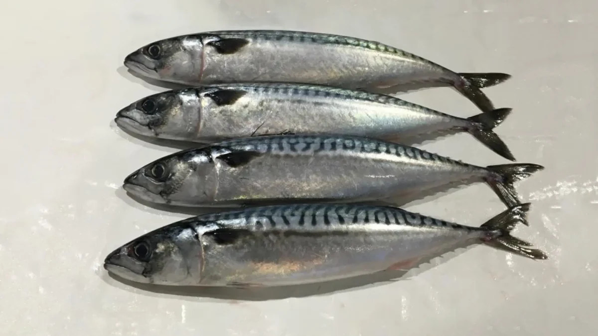 Atlantic Mackerel Whole Round 4
