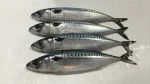 Atlantic Mackerel Whole Round 4