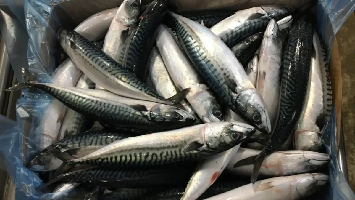 Atlantic Mackerel Whole Round 1