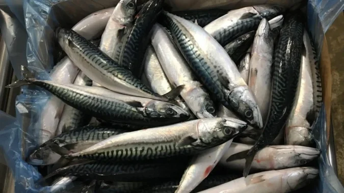 Atlantic Mackerel Whole Round 1