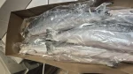 Frozen Atlantic Salmon 1