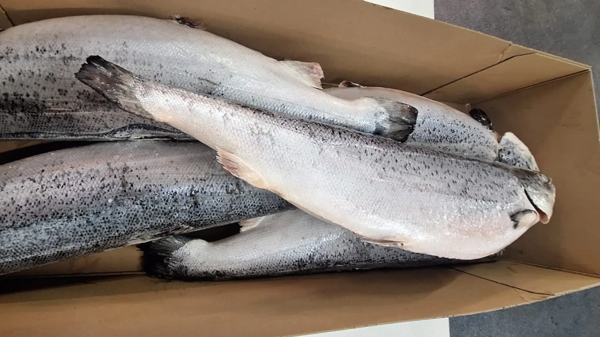 Frozen Atlantic Salmon 2 Frozen Atlantic Salmon 2