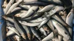 Herring Bait 1