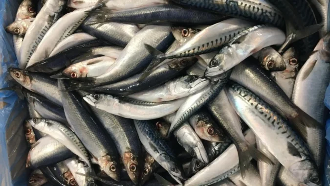 Herring Bait 1