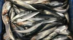 Herring Bait 2