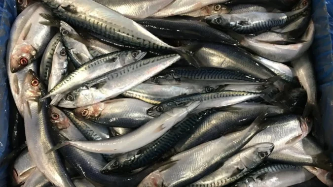 Herring Bait 2