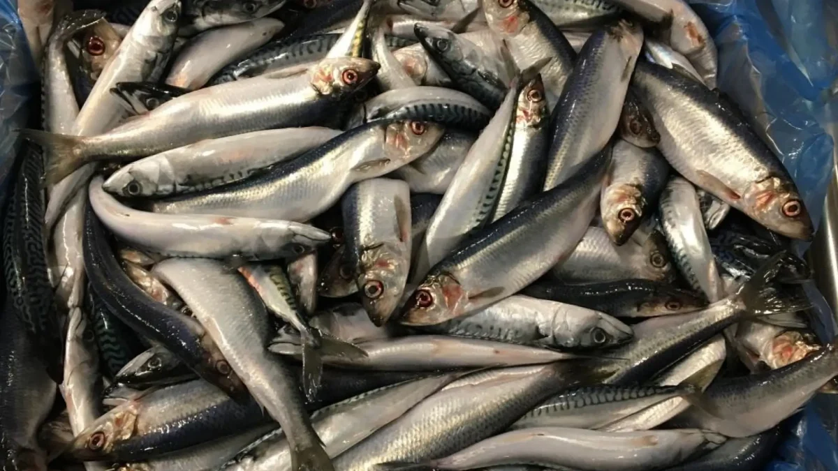 Herring Bait 3