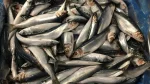 Herring Bait 3