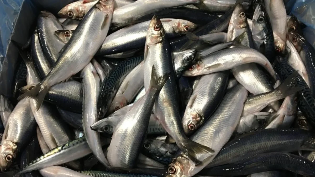 Herring Bait 4