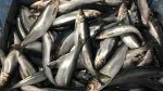 Herring Bait 4