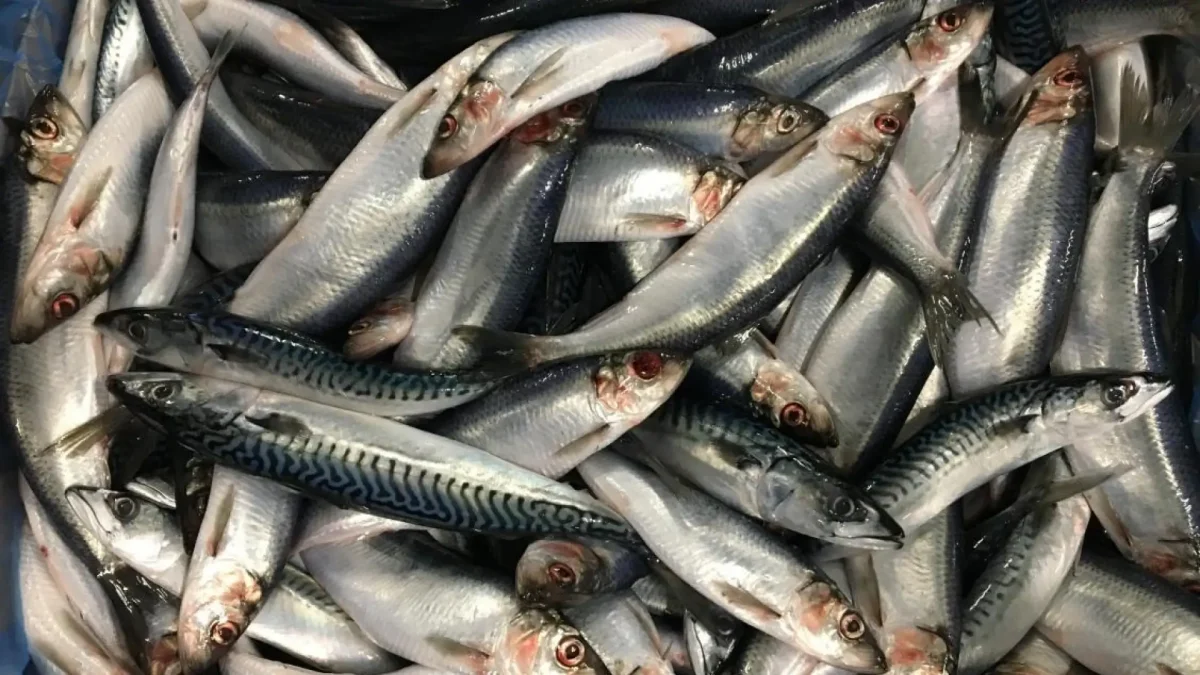 Herring Bait 5