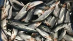 Herring Bait 5