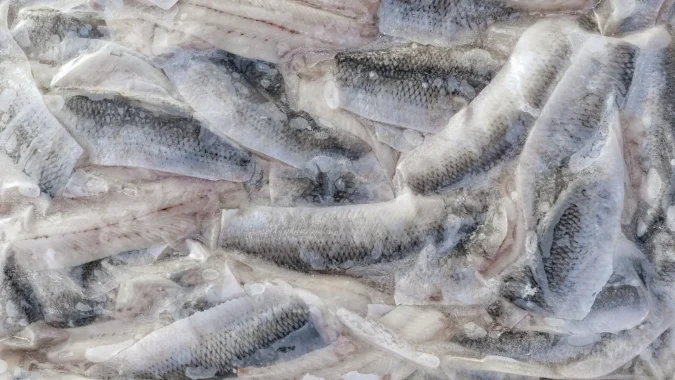 Herring Fillets 4