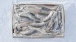 Herring Fillets 5