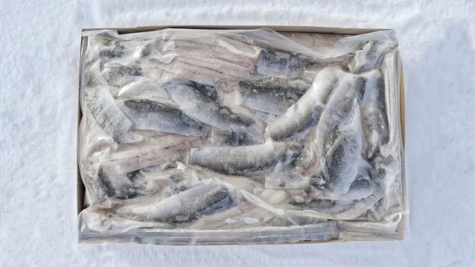 Herring Fillets 5