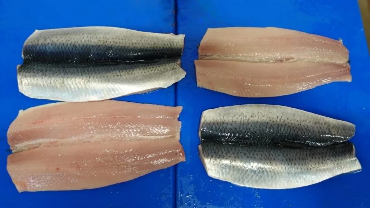 Herring Flaps 1
