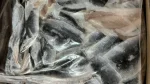Herring Flaps 3