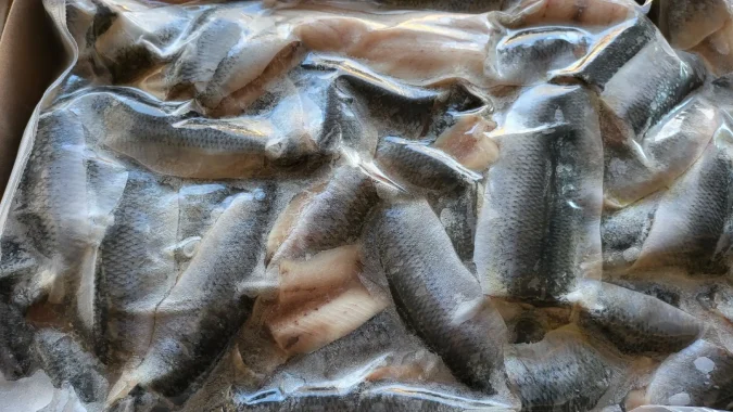 Herring Flaps 4