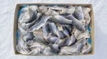 Herring Flaps_1