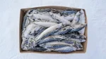 Mackerel