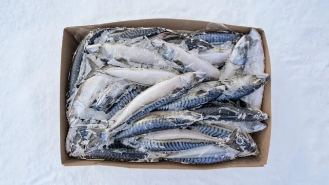 Mackerel
