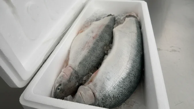 Fresh Atlantic Trout 1