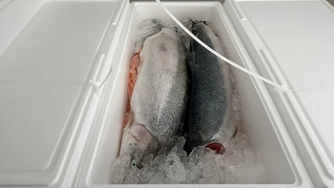 Fresh Atlantic Trout 2