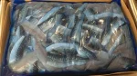 Mackerel fillets 1