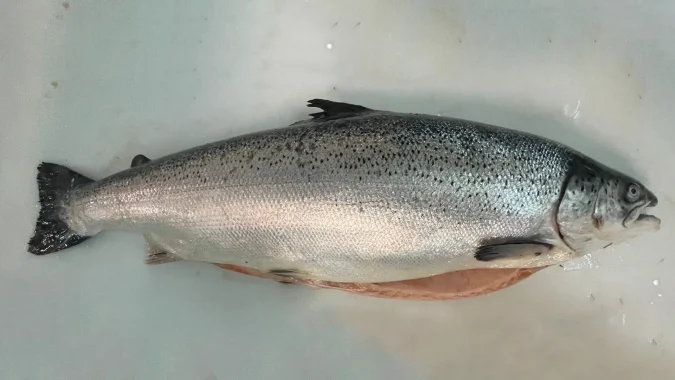 Fresh Atlantic Salmon 3