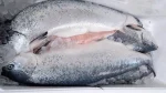 Fresh Atlantic Salmon 4