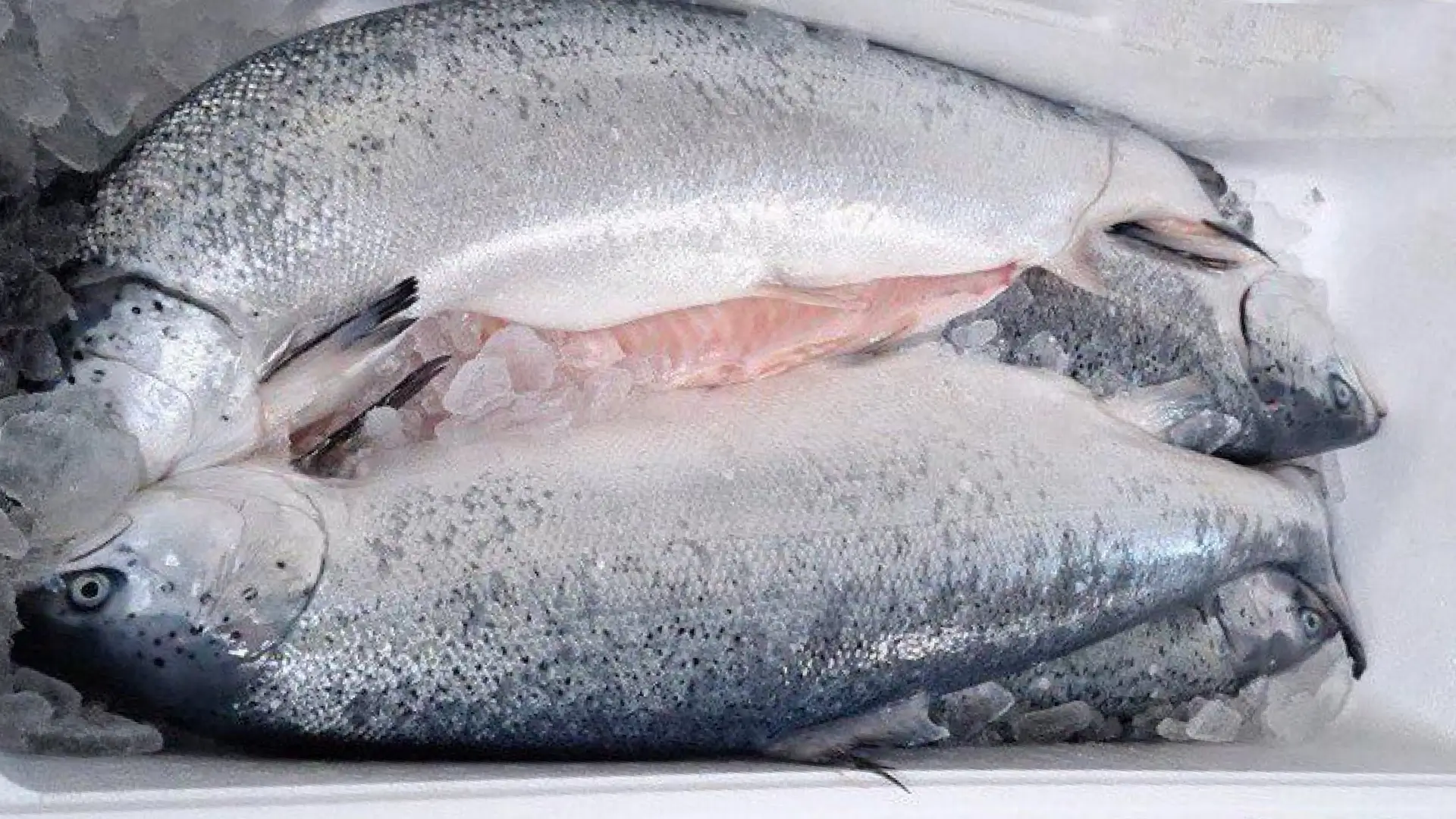 Fresh Atlantic Salmon 4 Fresh Atlantic Salmon 4