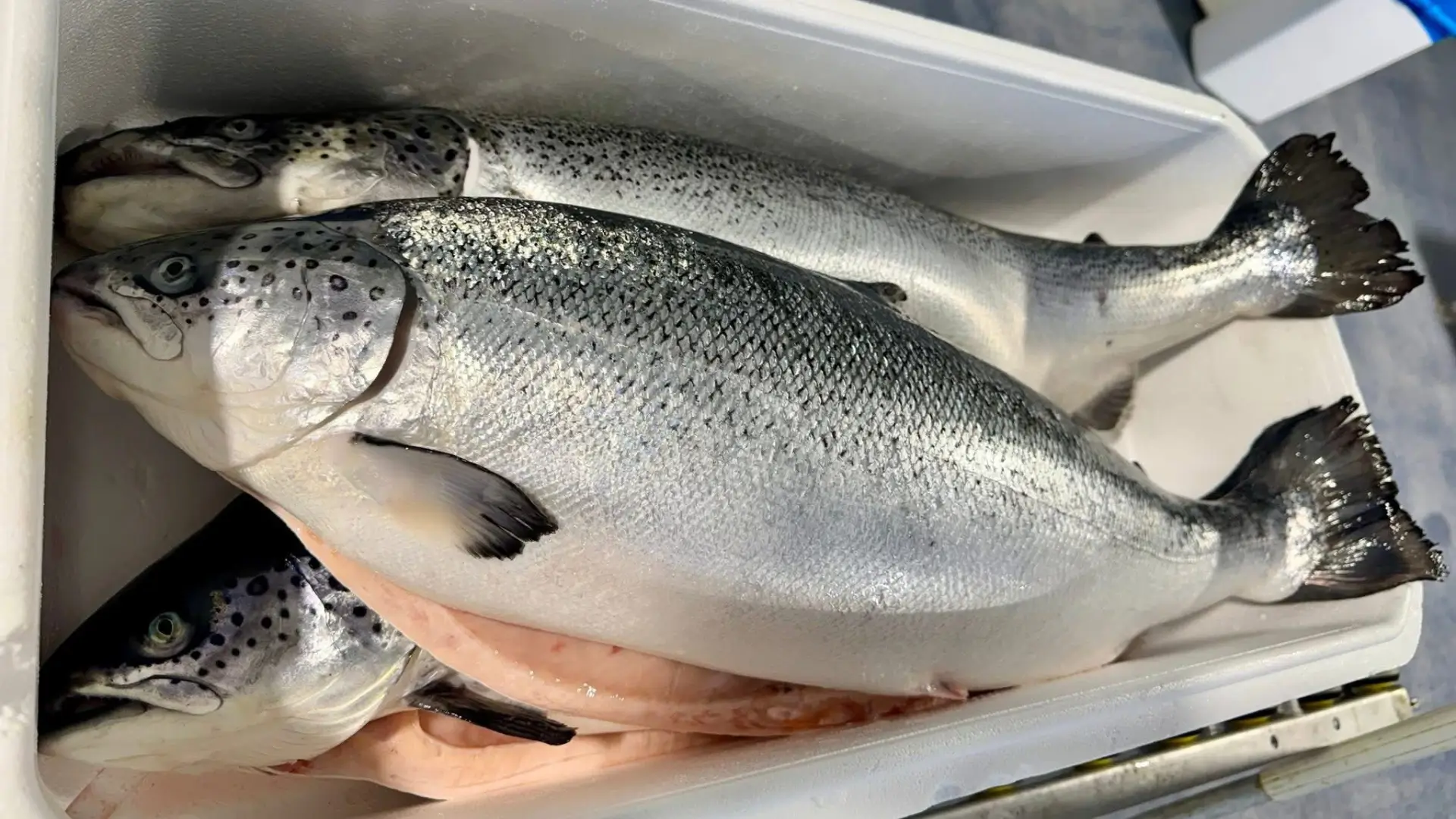 Fresh Atlantic Salmon 5 Fresh Atlantic Salmon 5