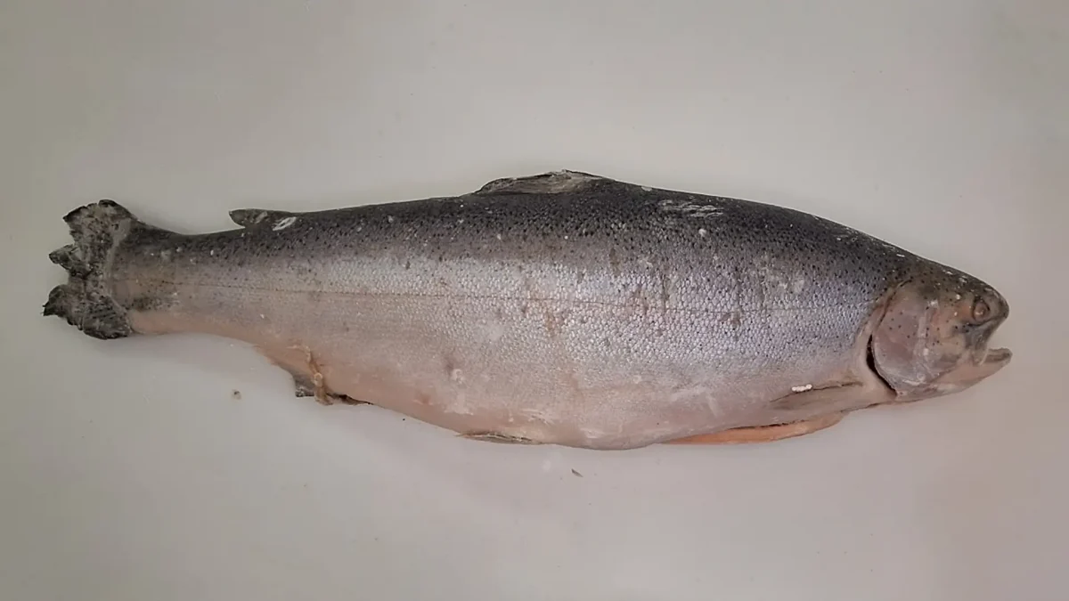 Frozen Atlantic Trout 1